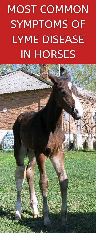 lyme disease in horse